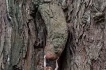 Điểm danh những thân cây quái đản nhất hành tinh (4)