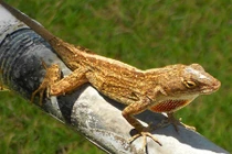 Những động vật càng biến đổi khí hậu càng khỏe