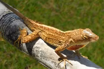 Những động vật càng biến đổi khí hậu càng khỏe