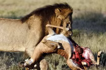 Đọc vị chiêu săn mồi đẫm máu của sư tử châu Phi