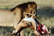 Đọc vị chiêu săn mồi đẫm máu của sư tử châu Phi