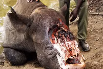 Động vật bị hành hạ ghê rợn đến không nhận ra