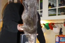 Thót tim với những quái chuột khổng lồ