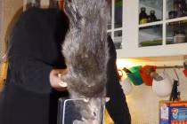 Thót tim với những quái chuột khổng lồ