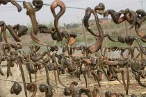 Những bí ẩn đáng kinh ngạc về động vật (2)