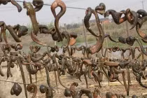 Những bí ẩn đáng kinh ngạc về động vật (2)