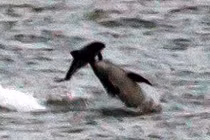 Khiếp đảm cảnh cá heo hỗn chiến sinh tử 