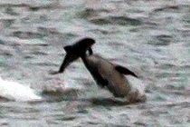 Khiếp đảm cảnh cá heo hỗn chiến sinh tử 