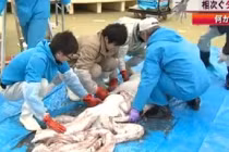 Cận cảnh quái mực khổng lồ, nặng 163kg