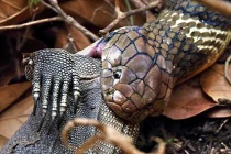 Kinh hoàng xem rắn hỗn chiến (19)