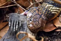 Kinh hoàng xem rắn hỗn chiến (19)