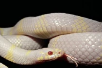 Tận mục quái trăn đang xâm lấn đảo Tây Ban Nha