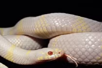 Tận mục quái trăn đang xâm lấn đảo Tây Ban Nha