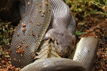 Lật tẩy cách thức trăn nuốt chửng cá sấu