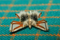 Diện kiến loài sâu bướm mang uy của sát thủ nhện