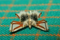 Diện kiến loài sâu bướm mang uy của sát thủ nhện