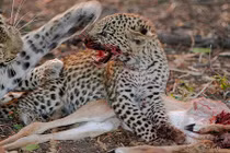 Hành trình săn mồi đẫm máu của mẹ con báo đốm 