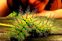 Top động vật kịch độc ngoài tự nhiên