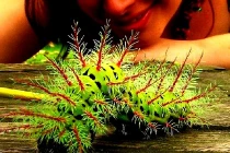 Top động vật kịch độc ngoài tự nhiên