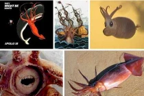 Điểm mặt những loài mực 1 - 0 -2 của đại dương