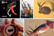 Điểm mặt những loài mực 1 - 0 -2 của đại dương