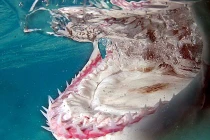 Ảnh động vật tuần: Hàm răng kinh khủng của cá mập