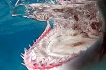 Ảnh động vật tuần: Hàm răng kinh khủng của cá mập