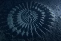 Những kỳ quan khó tin do động vật tạo ra (1)