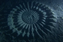 Những kỳ quan khó tin do động vật tạo ra (1)