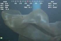 Lật tẩy sinh vật bí ẩn nổi cuộn dưới đáy giàn khoan 