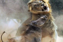 Kinh hoàng hỗn chiến lợn nanh sừng và sư tử