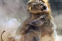 Kinh hoàng hỗn chiến lợn nanh sừng và sư tử