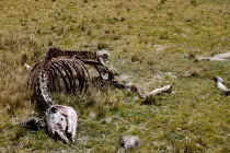 Nóng lên toàn cầu làm virus khủng sống lại