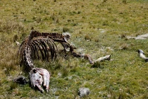 Nóng lên toàn cầu làm virus khủng sống lại