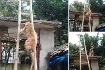 Xem động vật leo trèo siêu đẳng