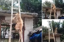 Xem động vật leo trèo siêu đẳng