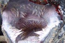 Khiếp vía với chiếc miệng lổn nhổn răng của quái thú