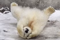 Chết mê với hình ảnh đáng yêu của gấu con 