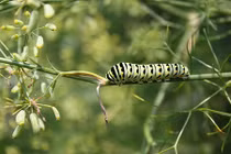 Những côn trùng có hình thù “vô lý” nhất hành tinh