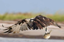 Kinh hoàng ưng biển không chiến cá nóc độc