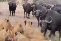 Sư tử và trâu đại chiến hội đồng