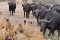 Sư tử và trâu đại chiến hội đồng