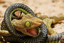 Kinh hoàng xem rắn hỗn chiến (2)