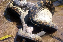 Kinh hoàng xem rắn hỗn chiến (18)