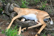 Kinh hoàng xem rắn hỗn chiến (13)