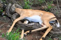 Kinh hoàng xem rắn hỗn chiến (13)