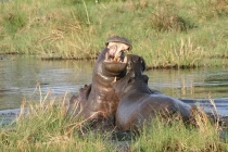 Hà mã tử chiến đồng loại bảo vệ con