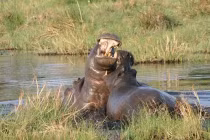 Hà mã tử chiến đồng loại bảo vệ con