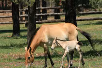 Những động vật chào đời nổi bật nhất 2013