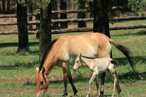 Những động vật chào đời nổi bật nhất 2013